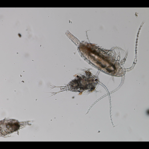 Villefranche-sur-mer